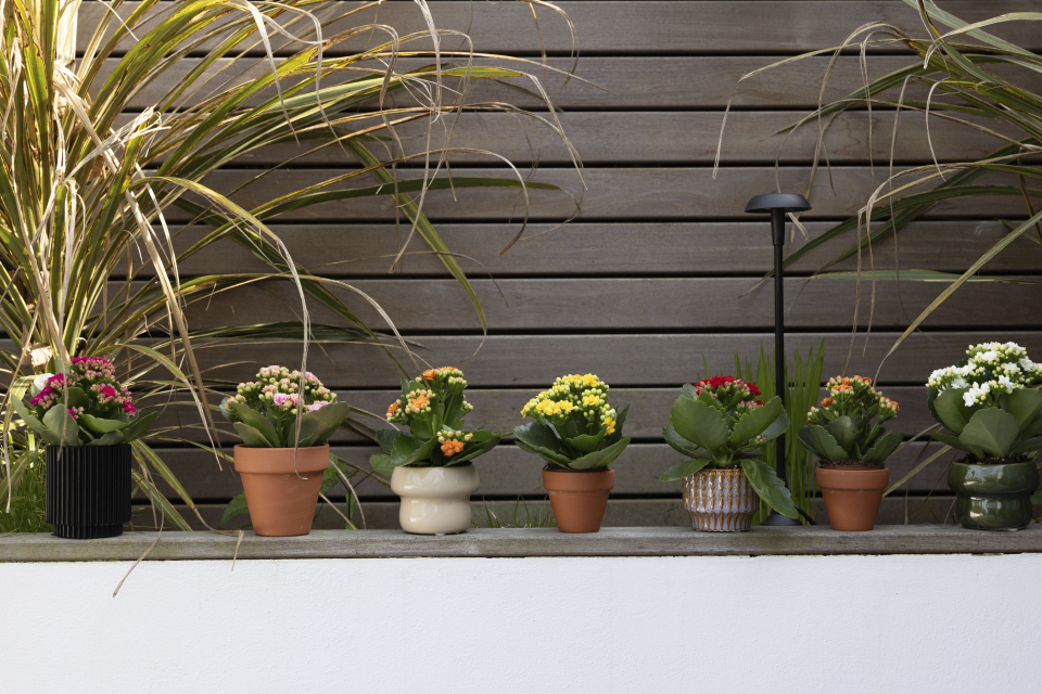 Kalanchoe Für Draußen