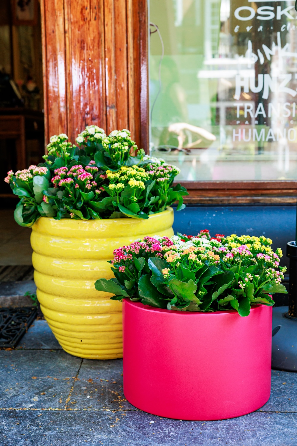 Kalanchoë Event Delft in pot setting
