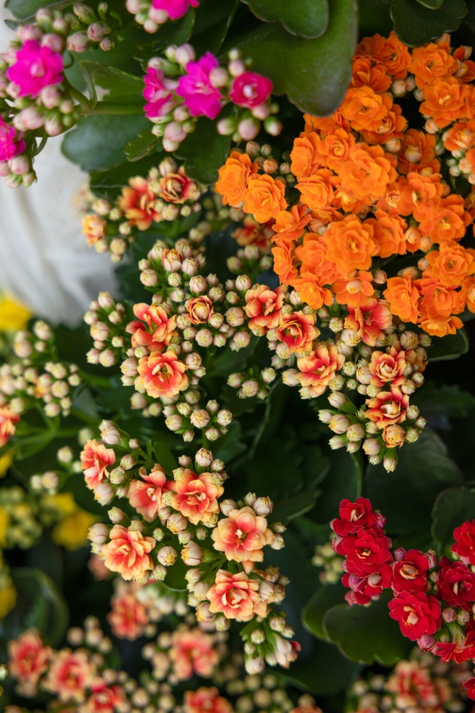 Kalanchoë Garden close up