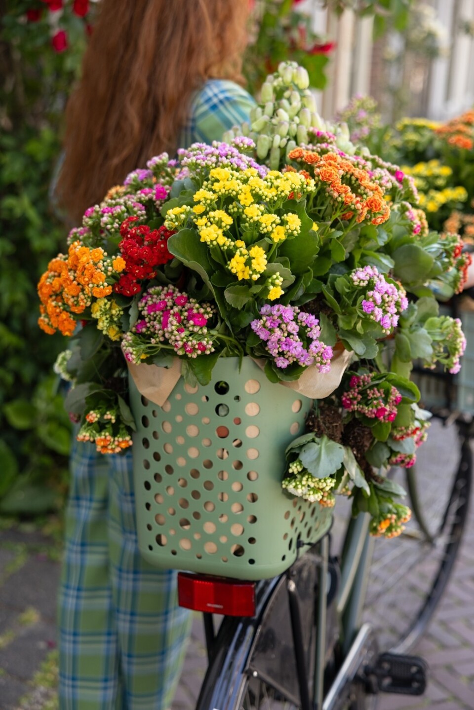 Kalanchoë Garden fietsbak