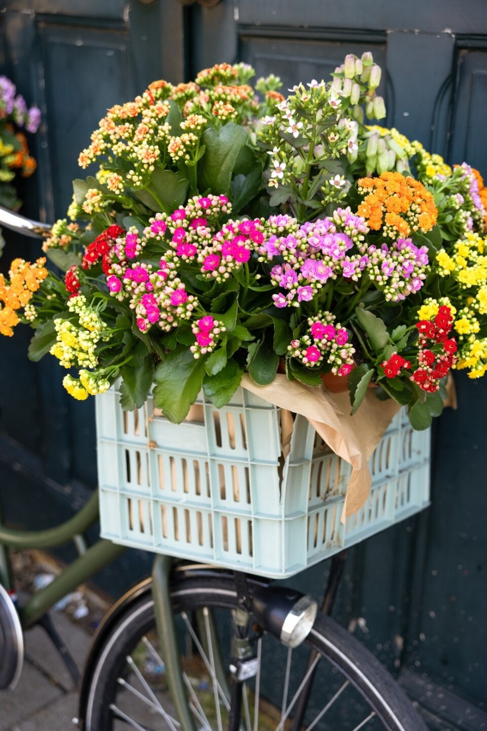 Kalanchoë Garden fietsmand