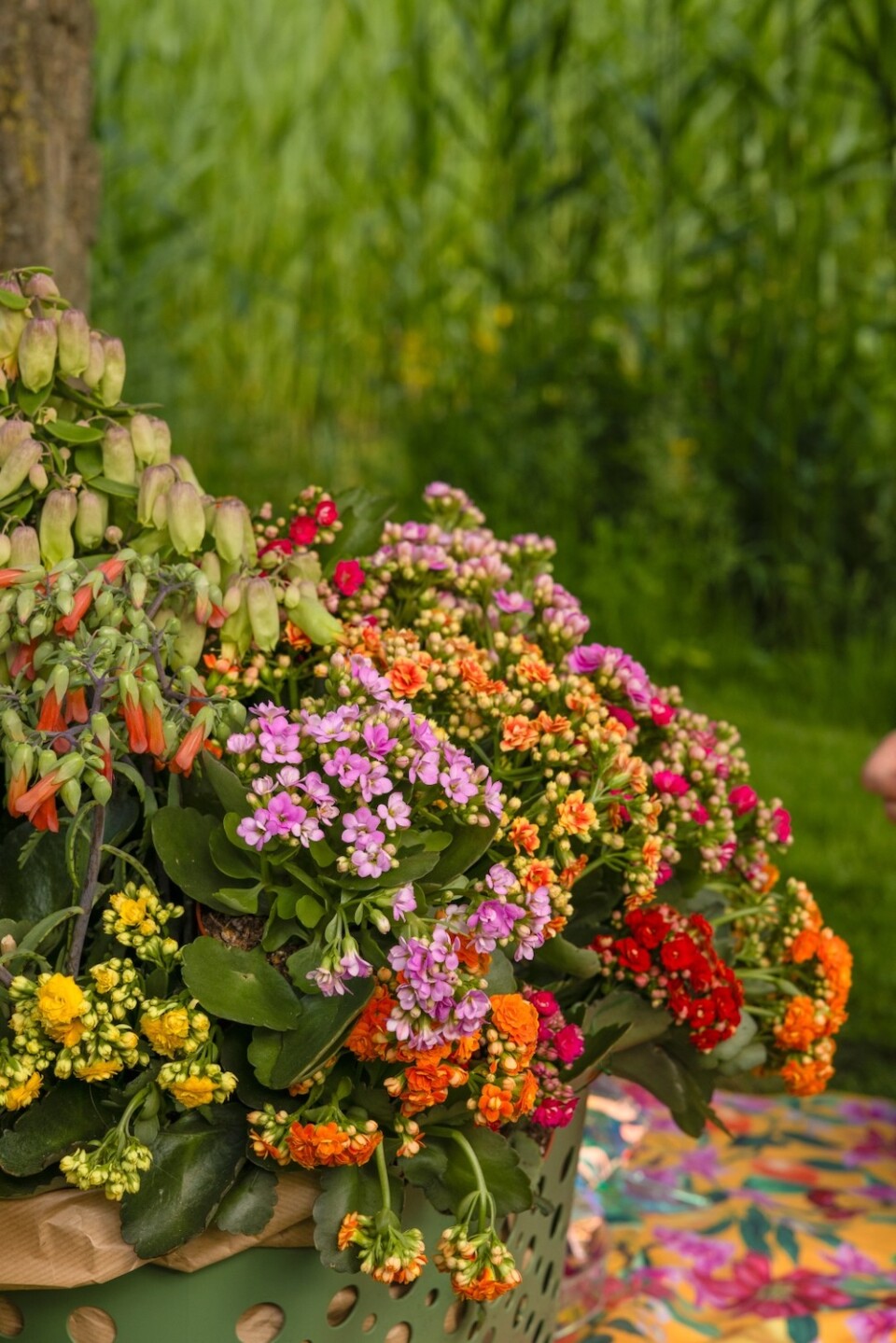 Kalanchoë Garden kleurrijke close up