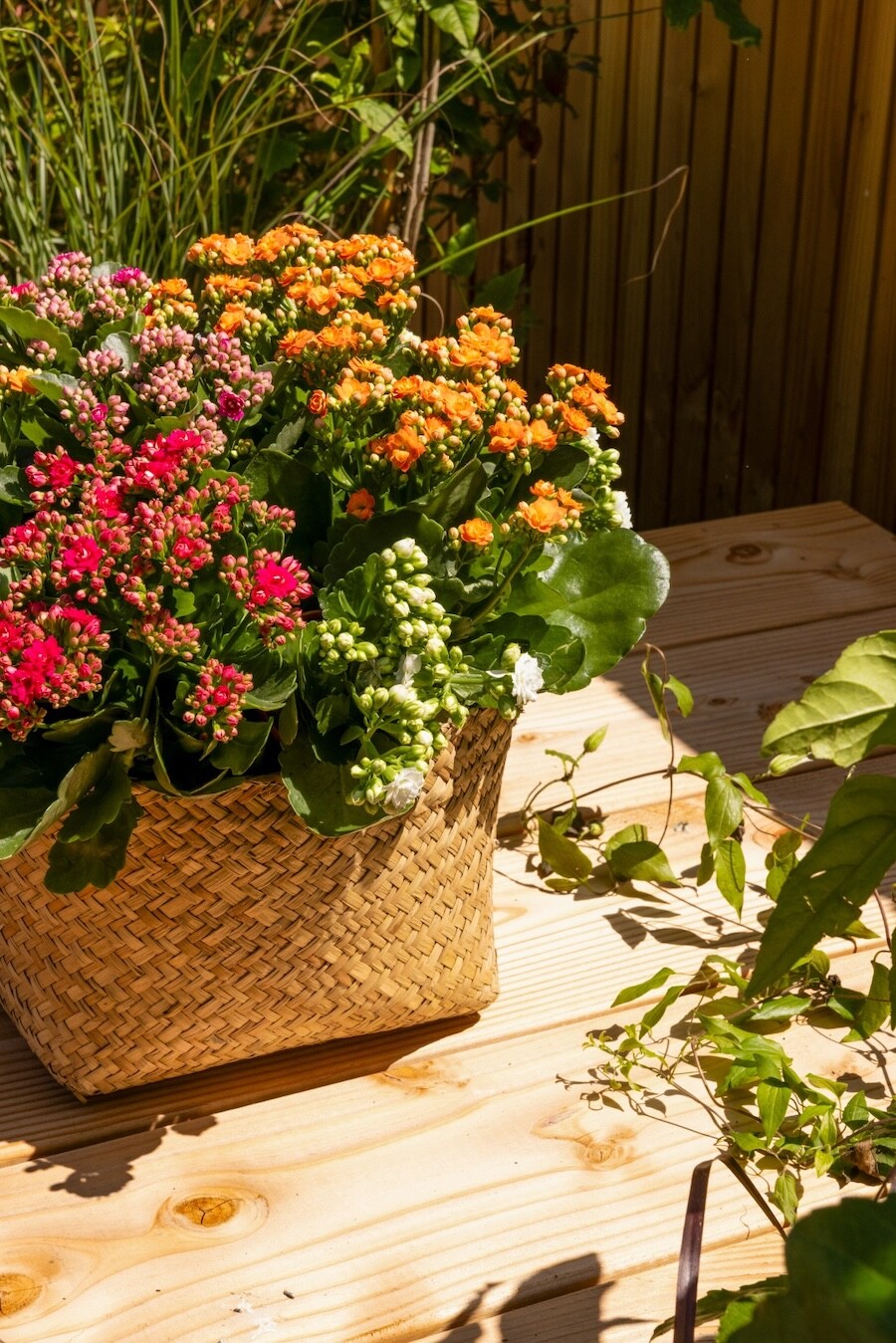 Kalanchoë Garden mand