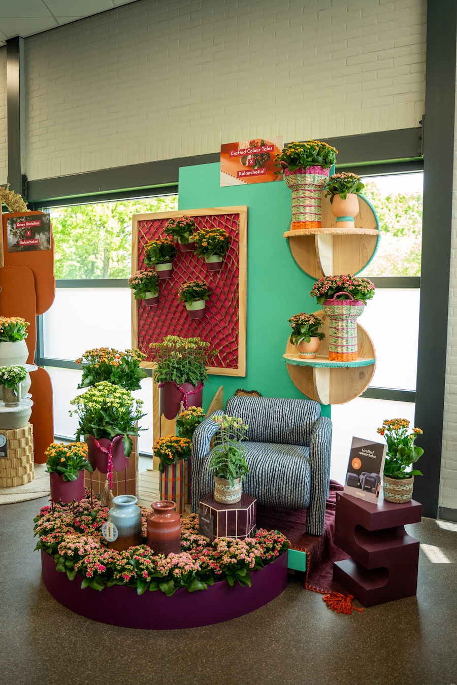 Kalanchoë Trend Crafted Colour Tales