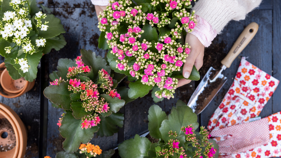 Kalanchoe Für Draußen